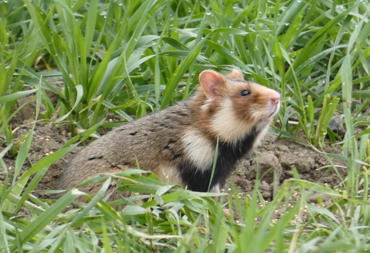 chomik